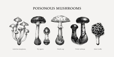 Poisonous mushrooms sketches set. Hand-drawn deadly fungus illustrations collection isolated on white. Poisonous forest plants design element